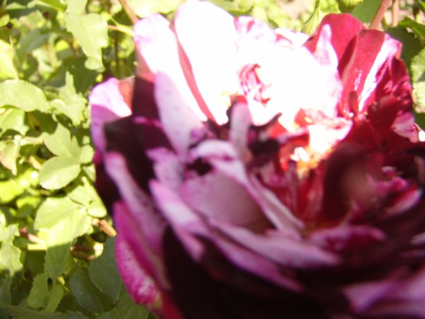 P1320167 - ANUL 2017 IV