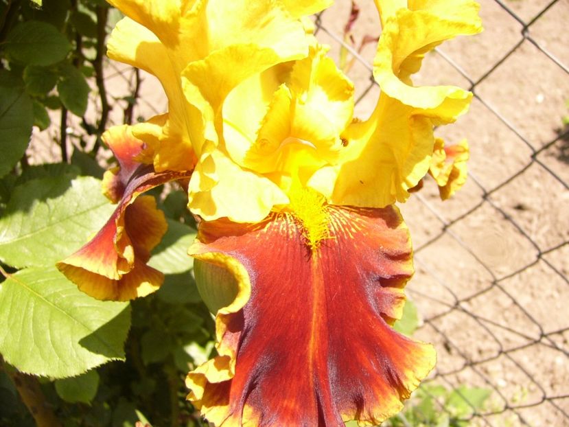 Iris Tiger Butter - ANUL 2017 IV