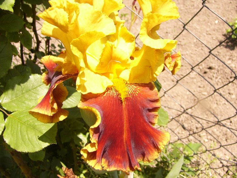 P1320182 - ANUL 2017 IV