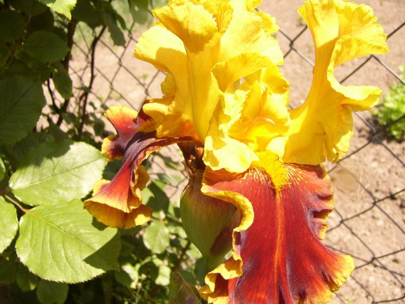 Iris Tiger Butter - ANUL 2017 IV