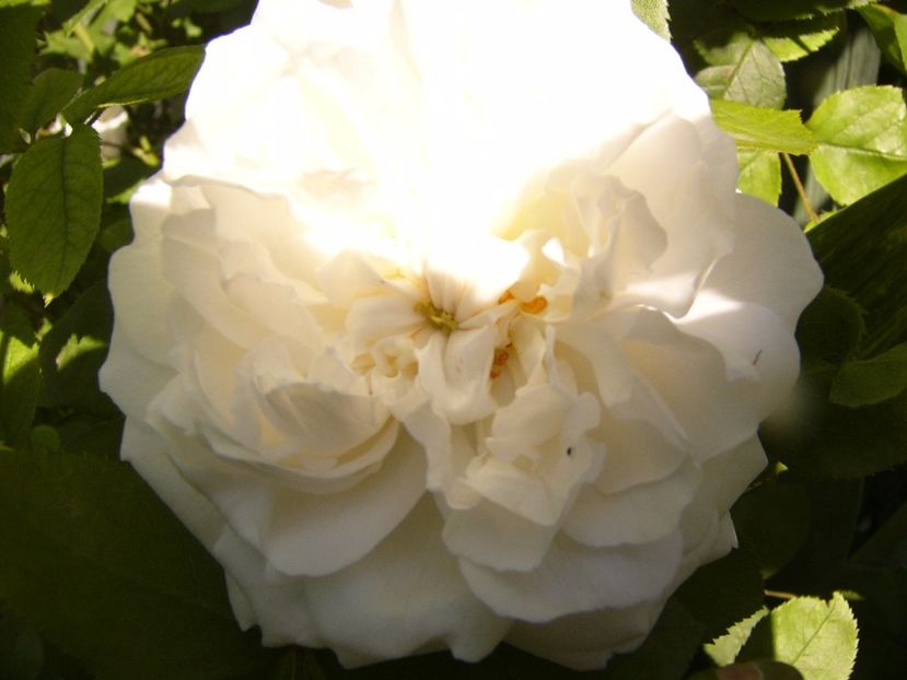 P1320186 - ANUL 2017 IV