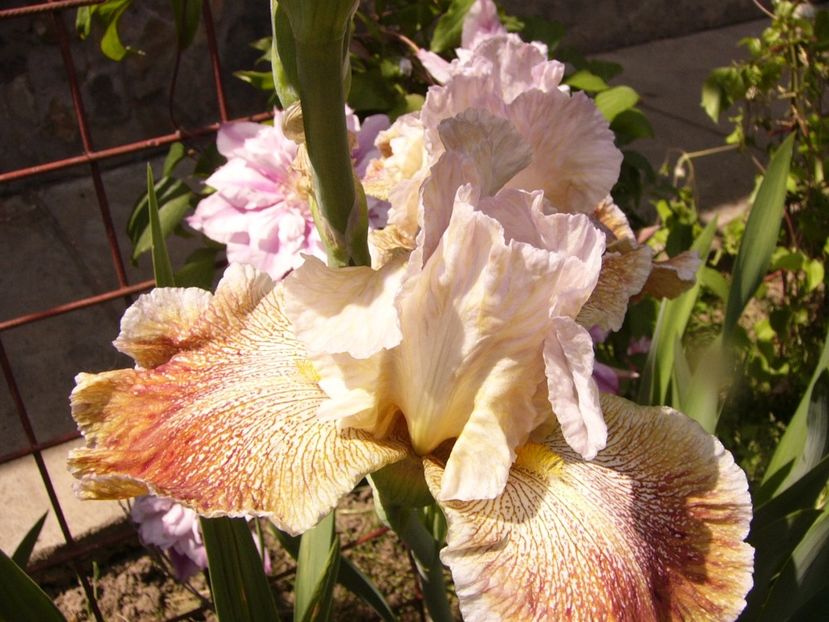 Iris Owyhee Desert - ANUL 2017 IV