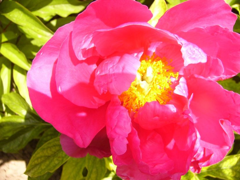 P1320247 - ANUL 2017 IV