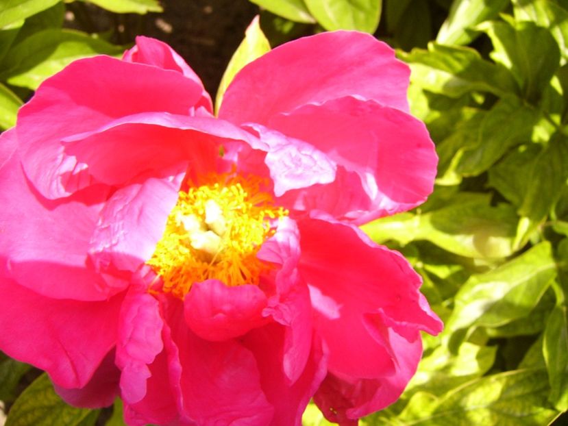 P1320248 - ANUL 2017 IV