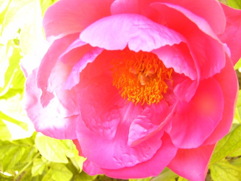 Paeonia Paula Fay - ANUL 2017 IV