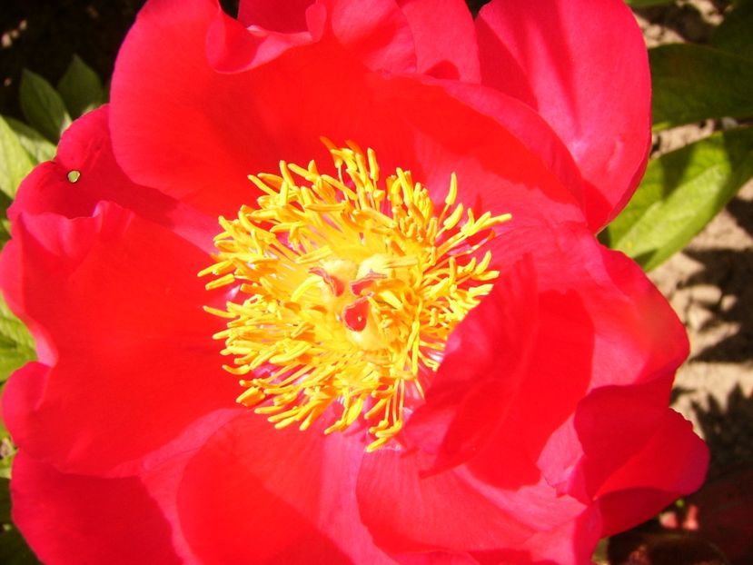 Paeonia Blaze - ANUL 2017 IV