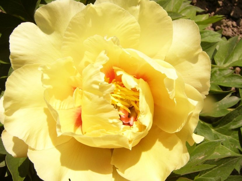 Paeonia itoh Grand Treasure - ANUL 2017 IV