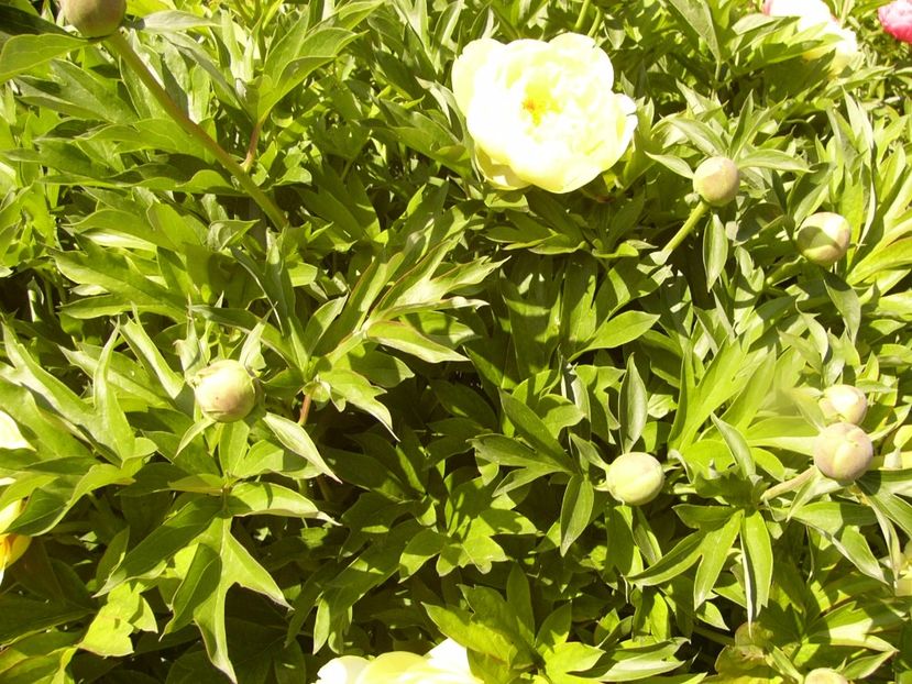 Paeonia itoh Bartzela - ANUL 2017 IV