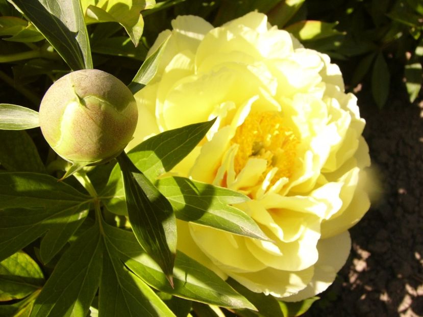 P1320294 - ANUL 2017 IV