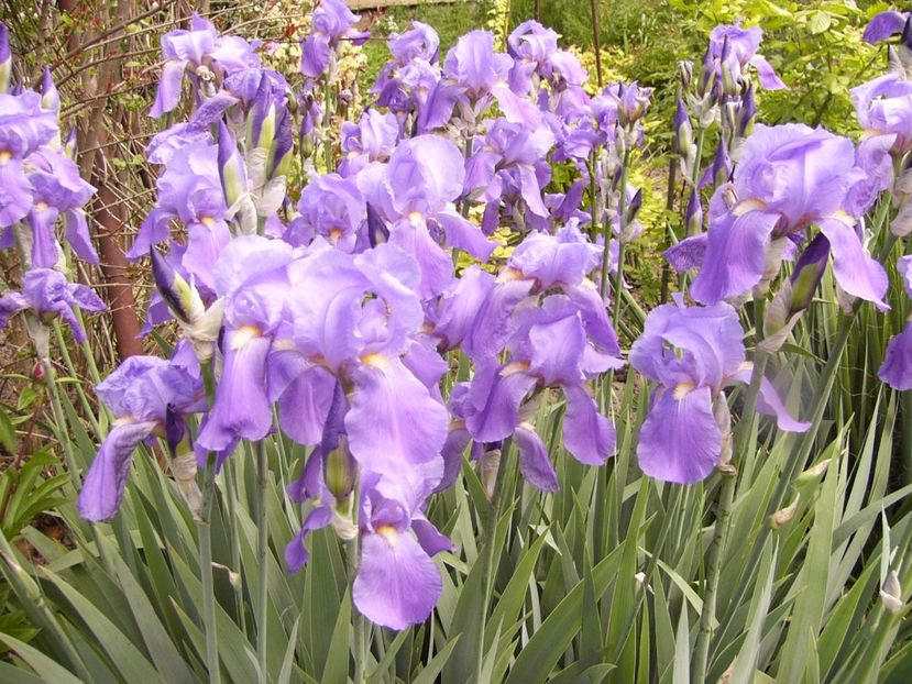 Iris Pallida Dalmatica - ANUL 2017 IV