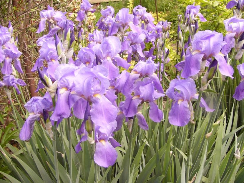 Iris Pallida Dalmatica - ANUL 2017 IV