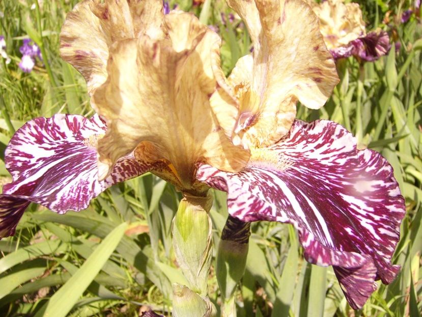 Iris Gnus Flash - ANUL 2017 IV
