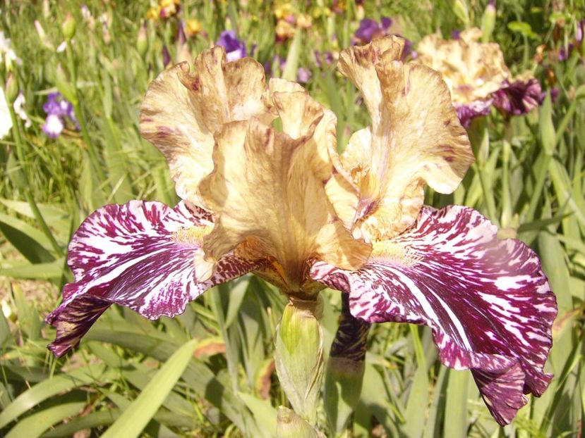 P1320349 - ANUL 2017 IV