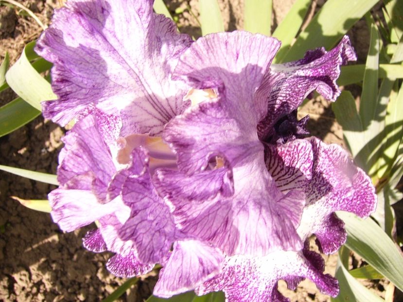 P1320355 - ANUL 2017 IV