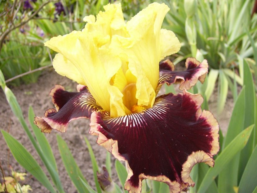 Iris Indulgence - ANUL 2017 IV