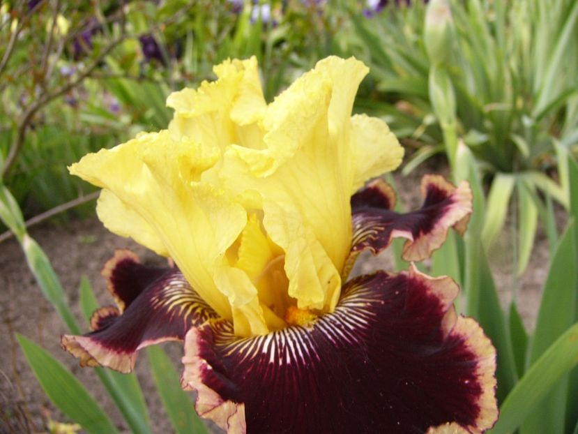 Iris Indulgence - ANUL 2017 IV