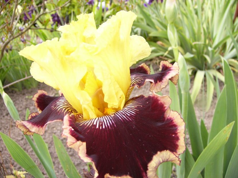 P1320371 - ANUL 2017 IV