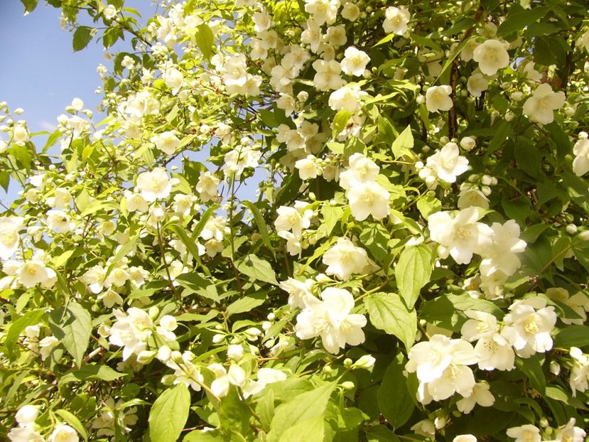 P1320405 - ANUL 2017 IV