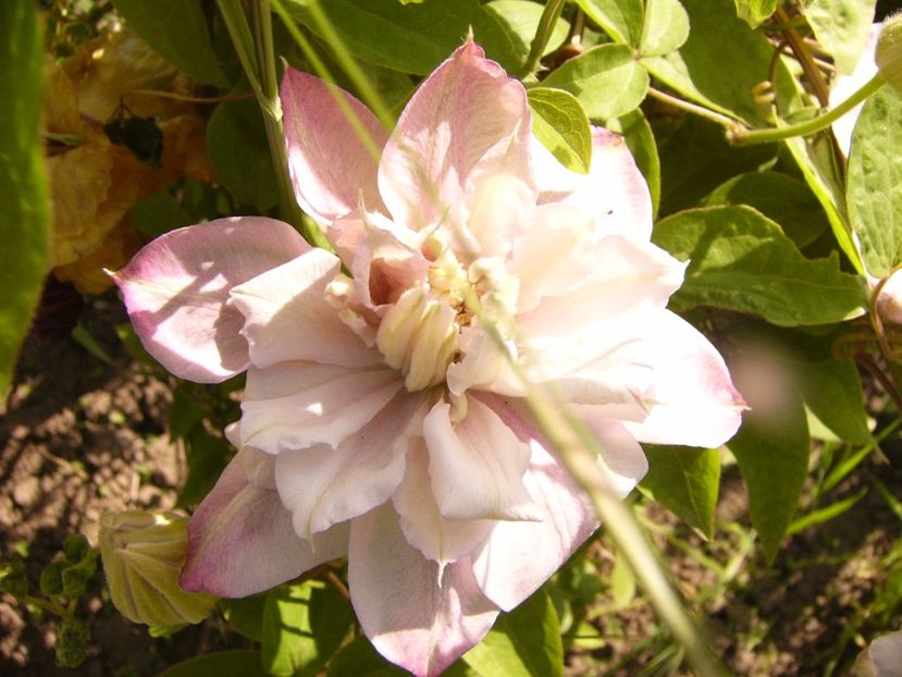 Clematis Innocent Blush - ANUL 2017 V