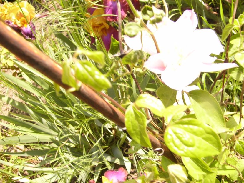 P1320428 - ANUL 2017 V