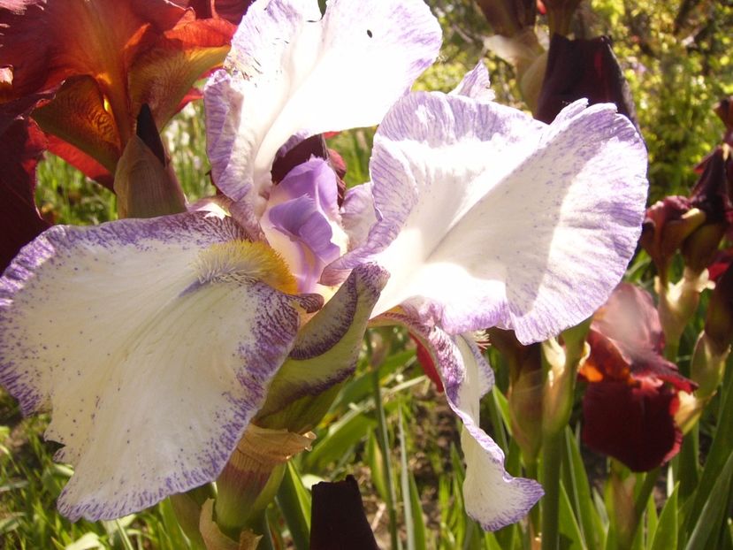 P1320432 - ANUL 2017 V