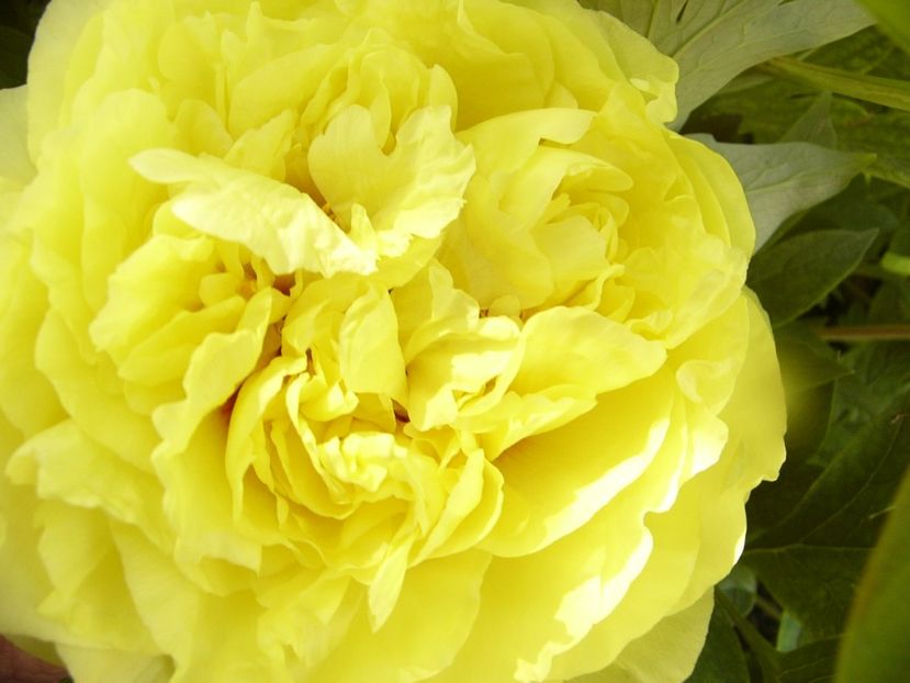 Paeonia Yellow Crown-itoh- - ANUL 2017 V