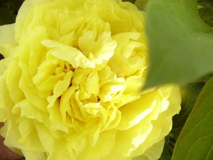 P1320438 - ANUL 2017 V