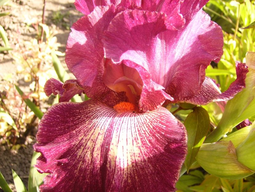 Iris Indiscret - ANUL 2017 V