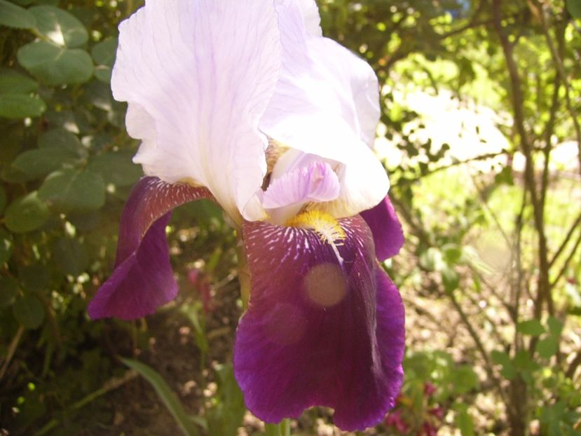 P1320453 - ANUL 2017 V