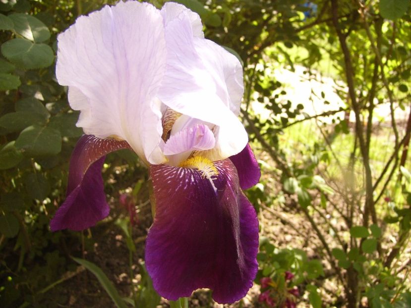 P1320454 - ANUL 2017 V