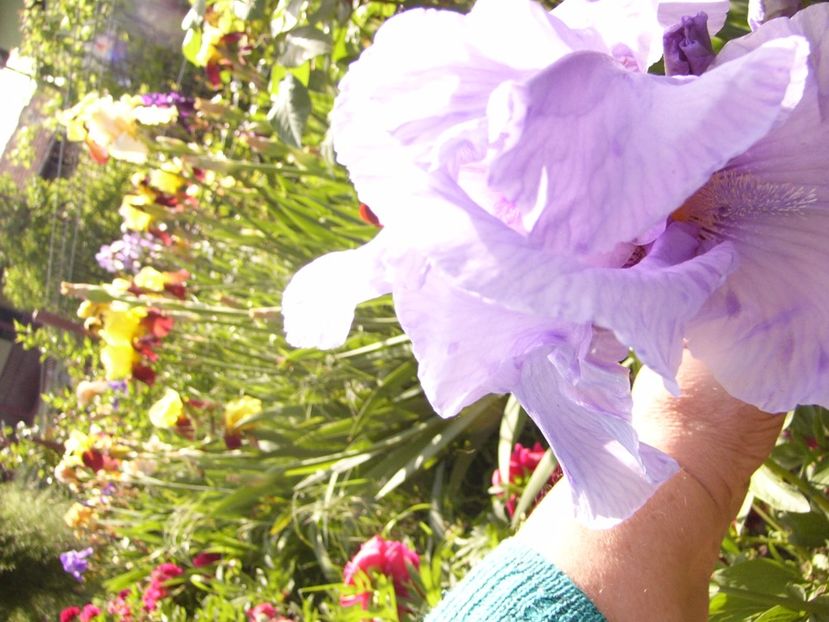 P1320459 - ANUL 2017 V