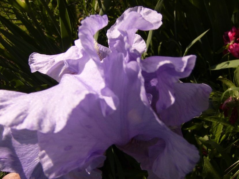 P1320460 - ANUL 2017 V