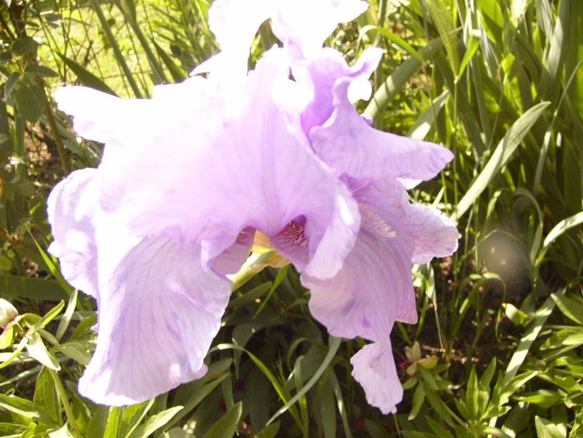 P1320464 - ANUL 2017 V