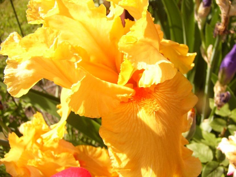 Iris Sky Fire - ANUL 2017 V