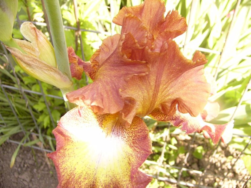 P1320487 - ANUL 2017 V