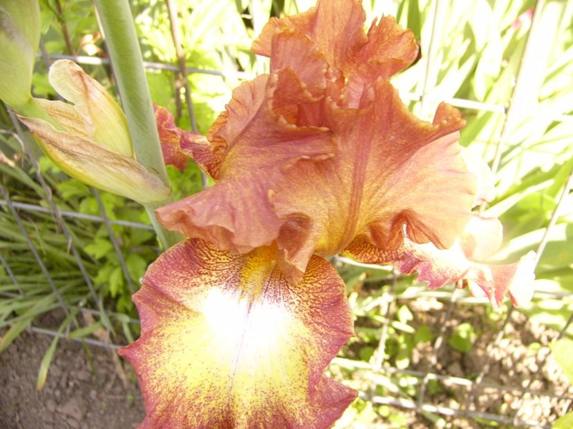 P1320492 - ANUL 2017 V