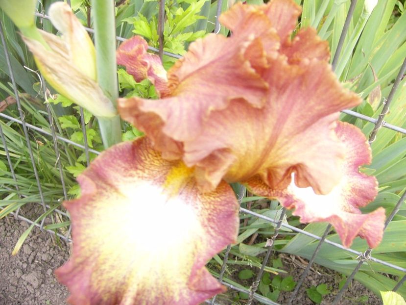 P1320517 - ANUL 2017 V