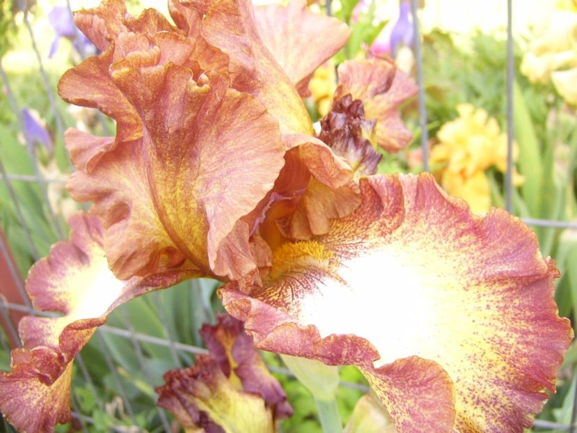 P1320520 - ANUL 2017 V