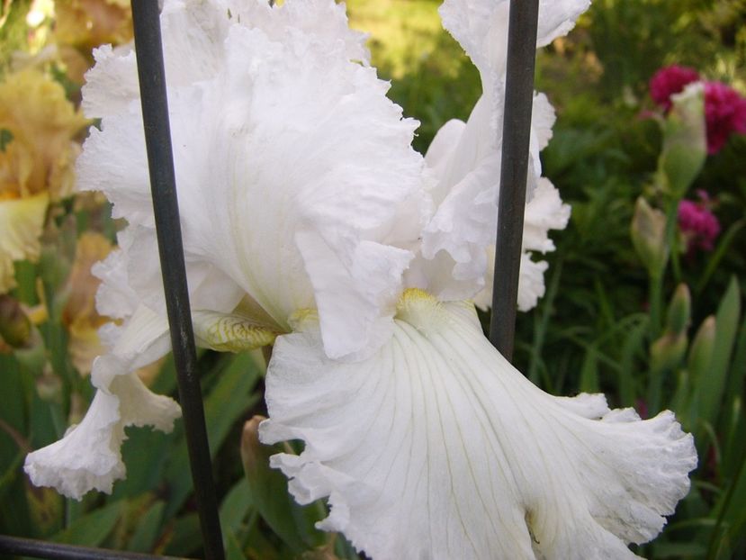 Iris Pure-as-The....... - ANUL 2017 V