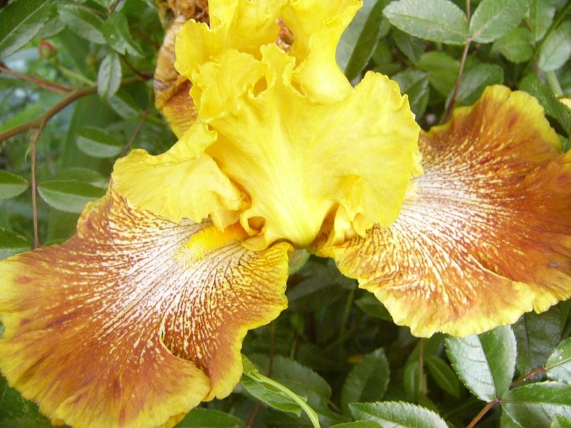 Iris Wild Jasmin - ANUL 2017 V