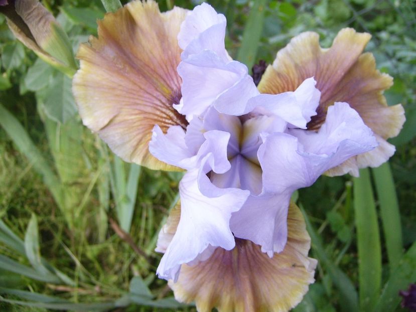 P1320542 - ANUL 2017 V