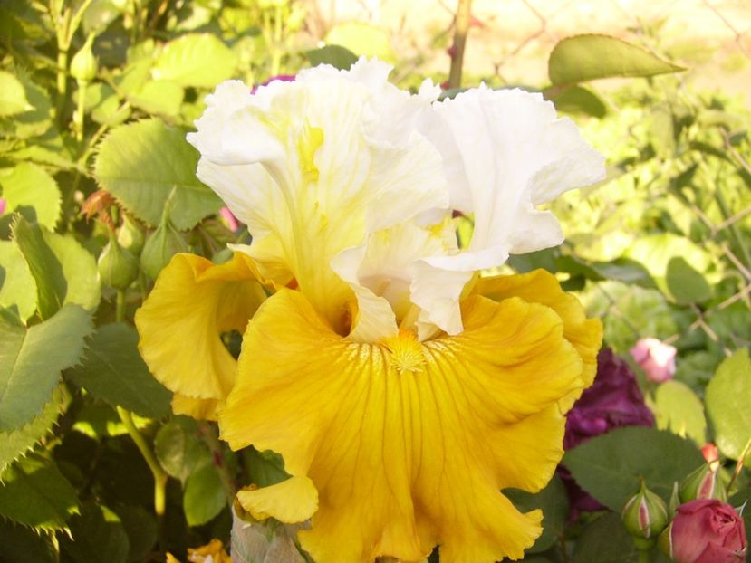 Iris Tour de France - ANUL 2017 V