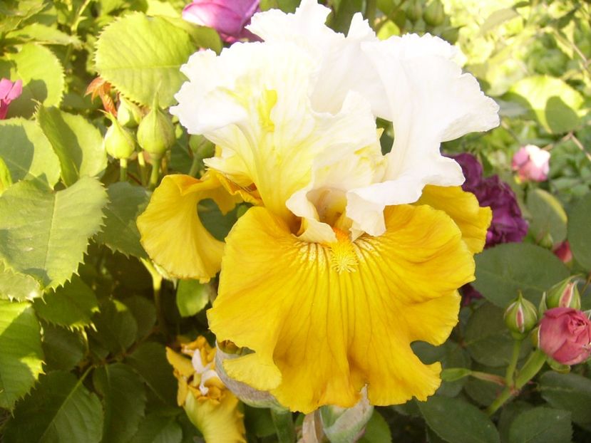 P1320549 - ANUL 2017 V