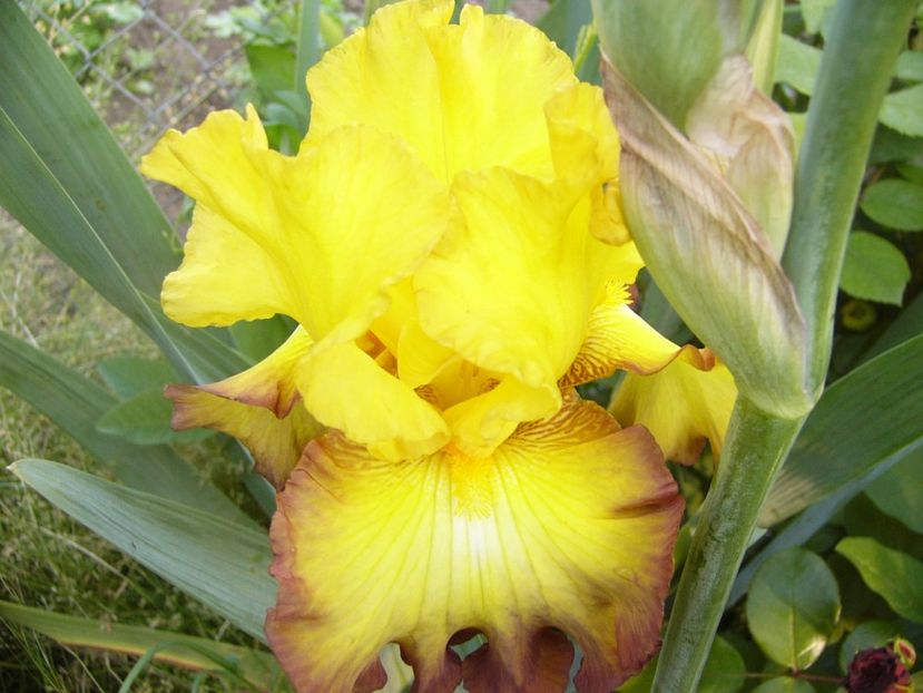 Iris Bold Vision - ANUL 2017 V