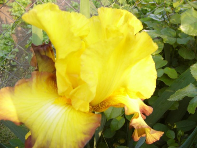 P1320559 - ANUL 2017 V