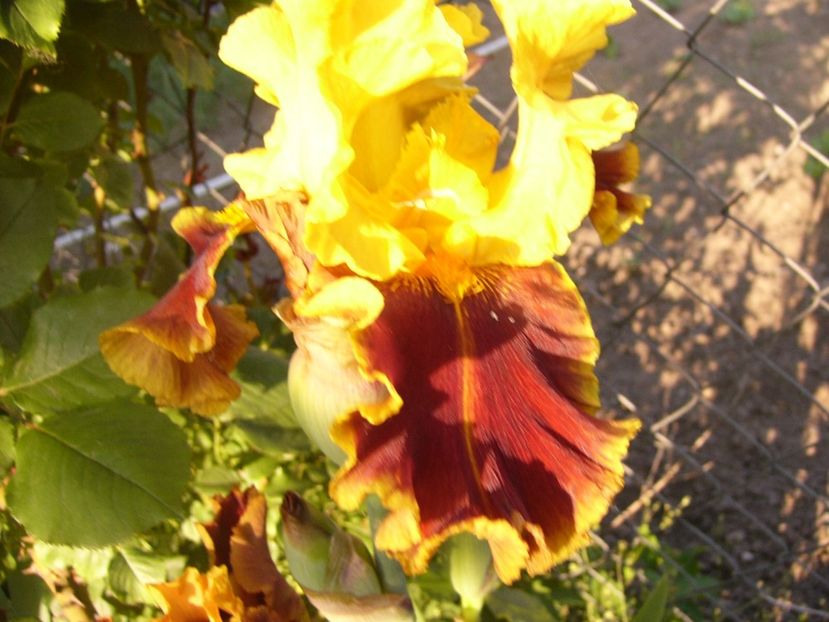 P1320572 - ANUL 2017 V