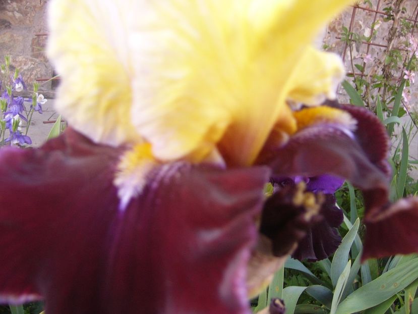 P1320574 - ANUL 2017 V