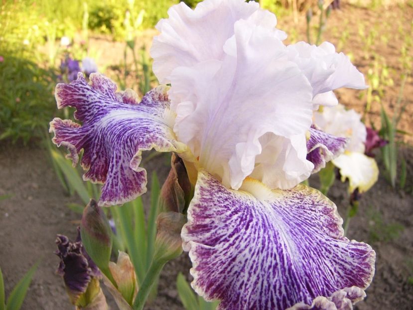 P1320602 - ANUL 2017 V