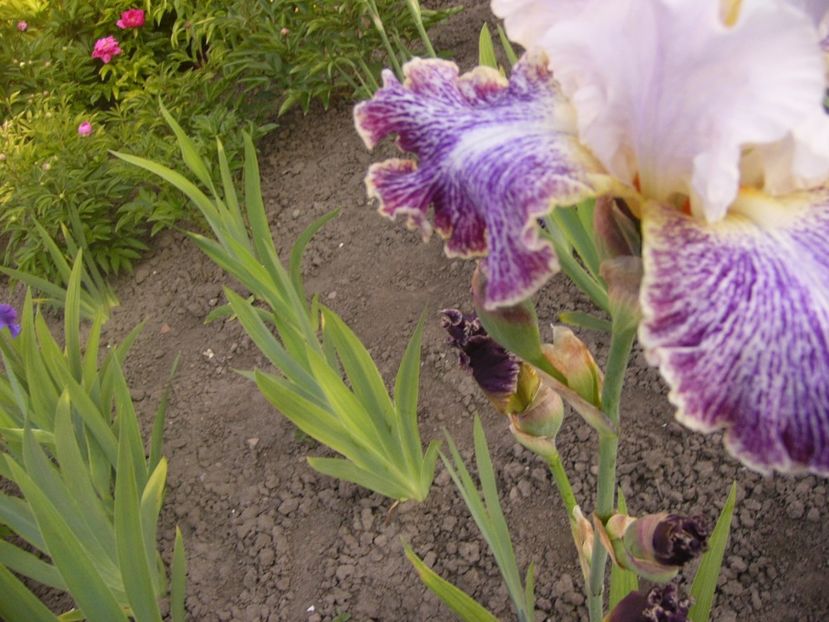 P1320603 - ANUL 2017 V