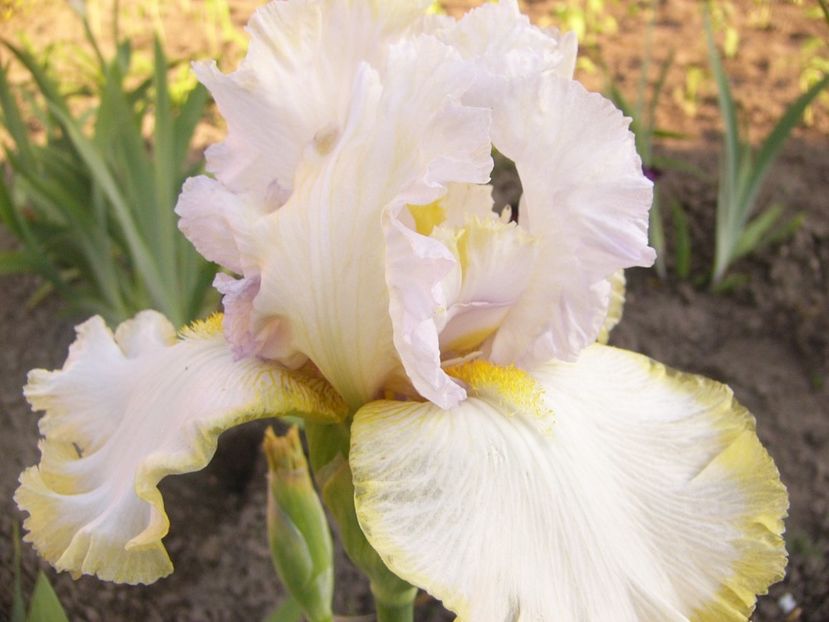 Iris Zlatowlaska - ANUL 2017 V